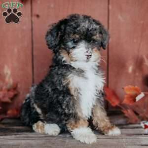 Chuck, Mini Bernedoodle Puppy